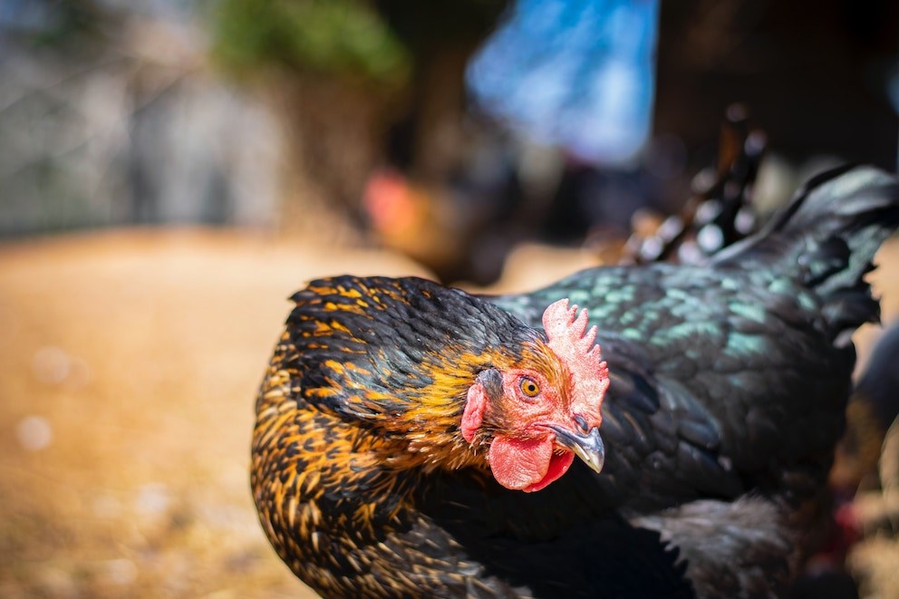 Symbolism Behind Black Hen, Meaning and Totem