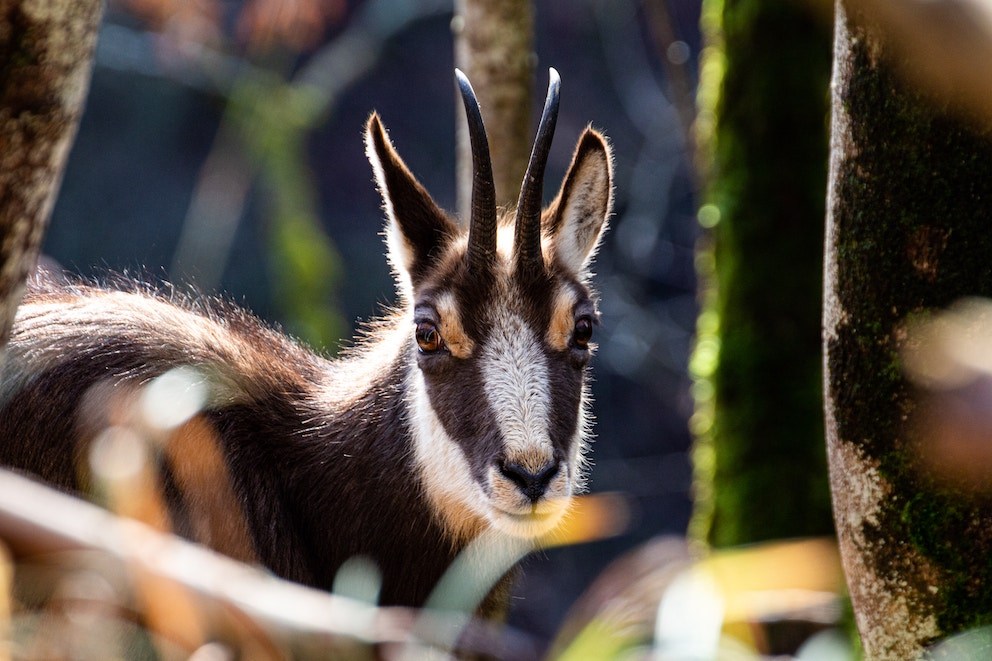 Chamois Unlocking the Spiritual Meaning, Symbolism and Totem