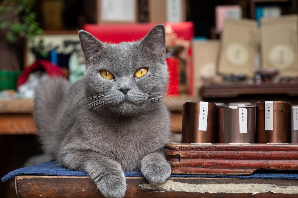 The Deeper Meaning of Charcoal Gray Cats Symbolism and Totem