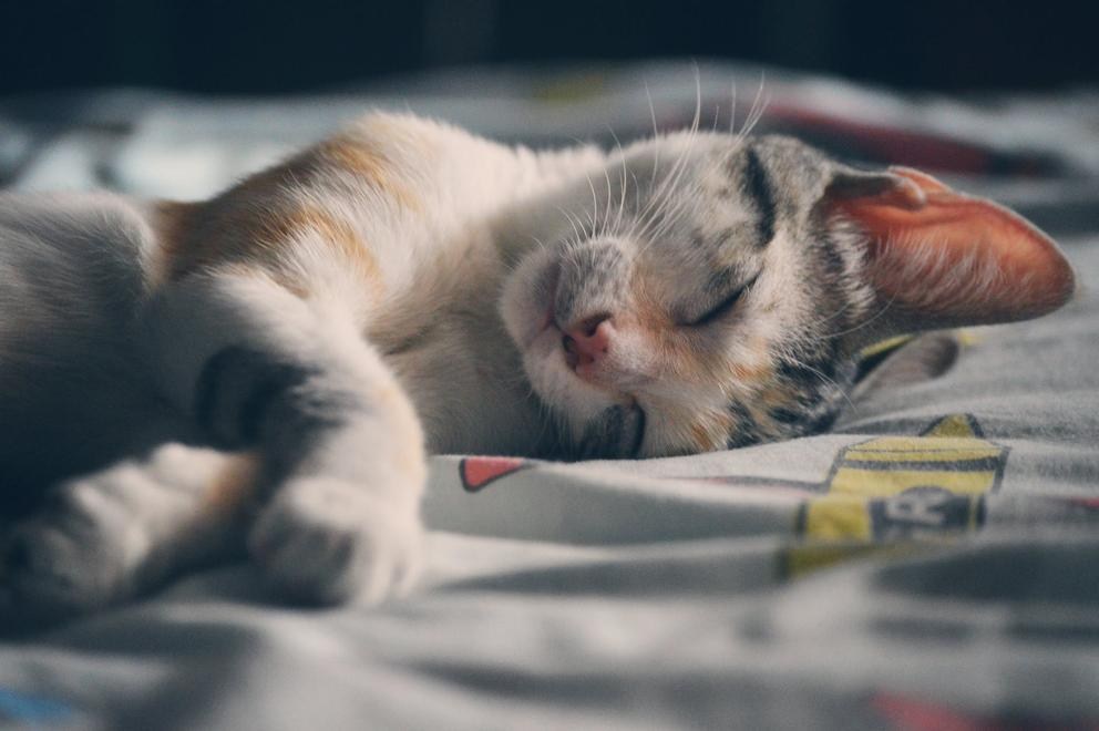 Understanding the Symbolic Meaning behind Dead Cat Dreams