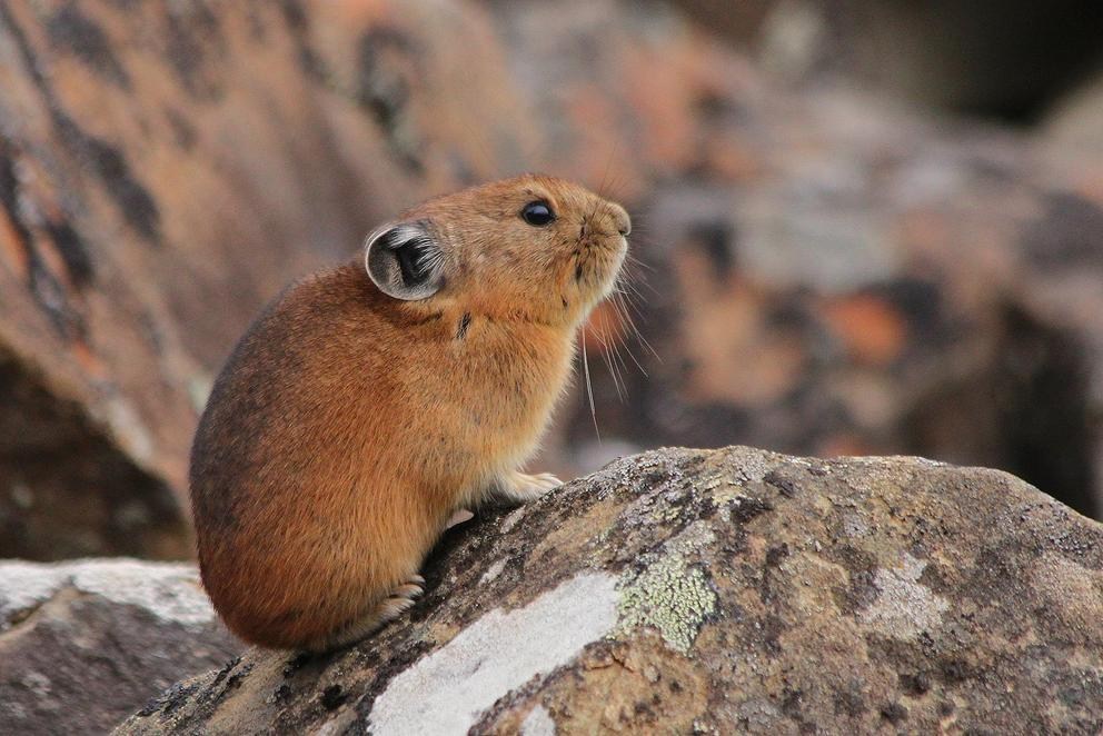 Pika: Discover the Spiritual Meaning, Symbolism and Totem