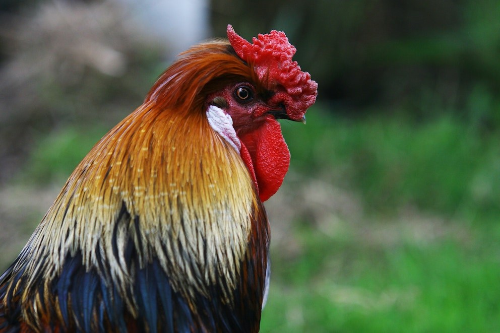 Unlocking the Meaning of Rooster Dreams A Comprehensive Guide