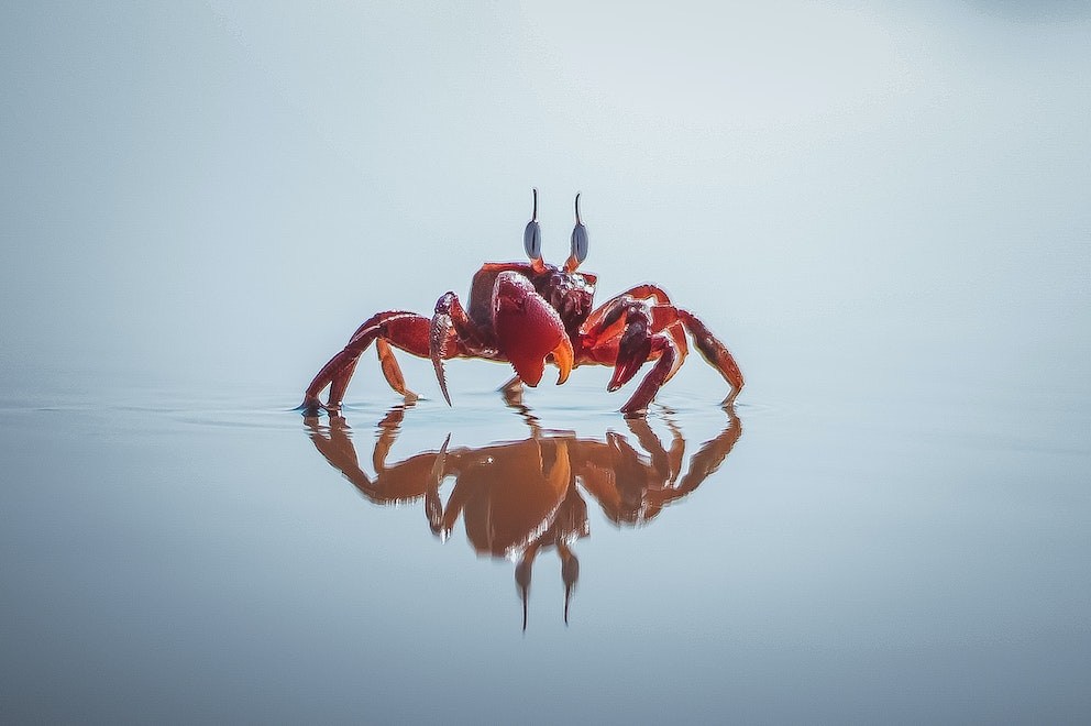 Cancer Spirit Animal The Tender Crab's Emotional Journey