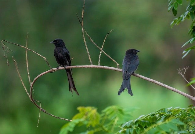 Drongo two birds sitting on a branch